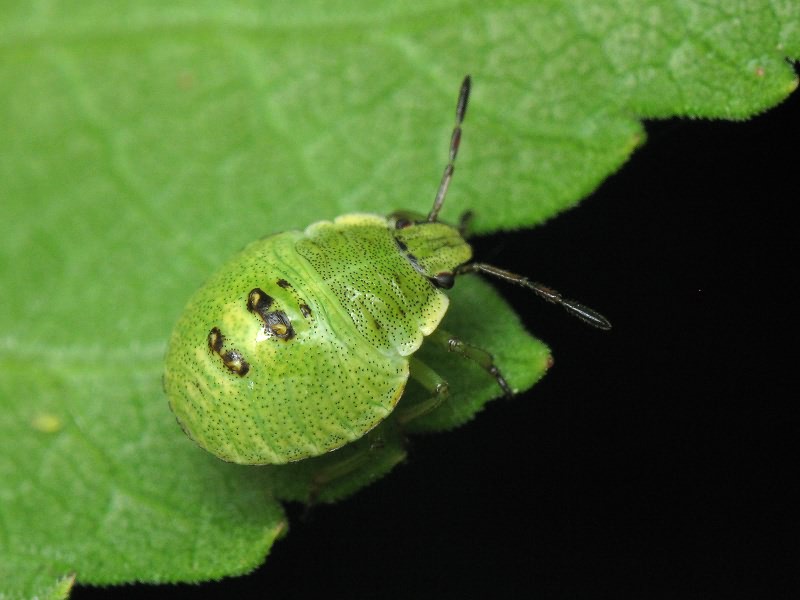 Palomena prasina (Linnaeus, 1761)